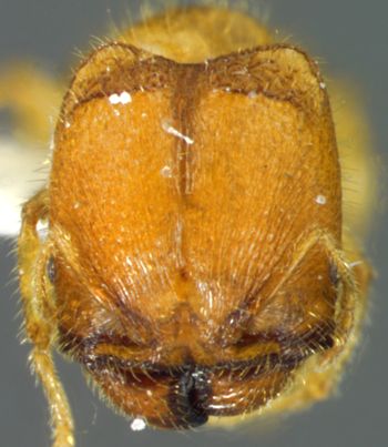 Media type: image;   Entomology 34364 Aspect: head frontal view